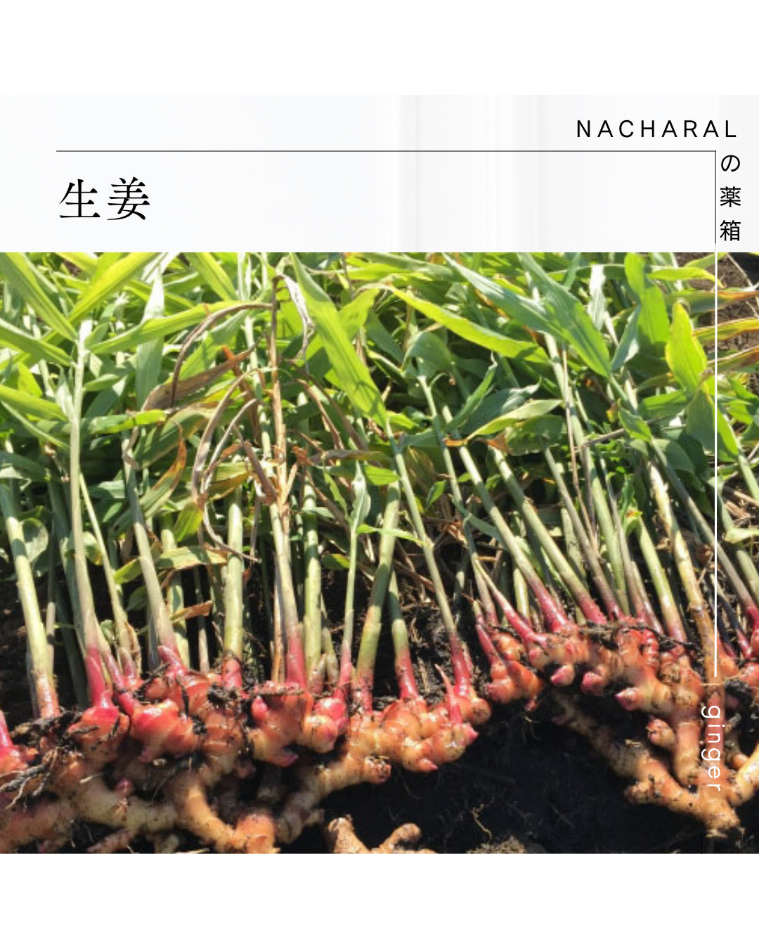 NACHARALの薬箱ー生姜ー